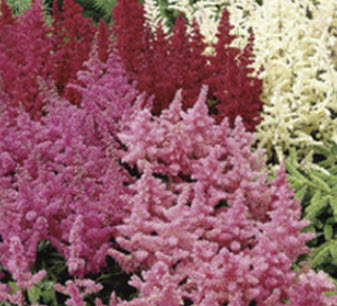 อัสดง (Astilbe arendsii) คละ / 100 เม็ด (Spain)*
