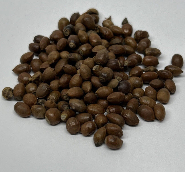 สนยู สนยิว สนอังกฤษ Taxus Baccata / 5 เม็ด (Czech)