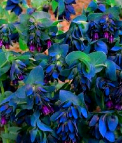 เซอรินธ์ (Cerinthe / blue shrimp) / 25 เม็ด