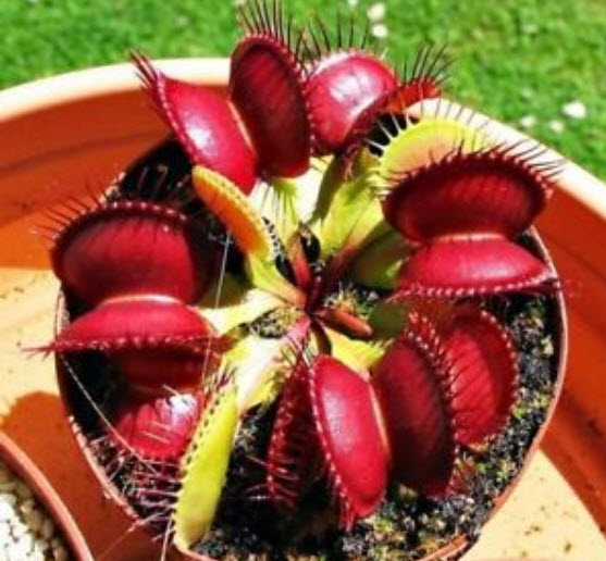 กาบหอยแครงยักษ์ (Giant Venus Flytrap) สีแดง / 2,000 เม็ด