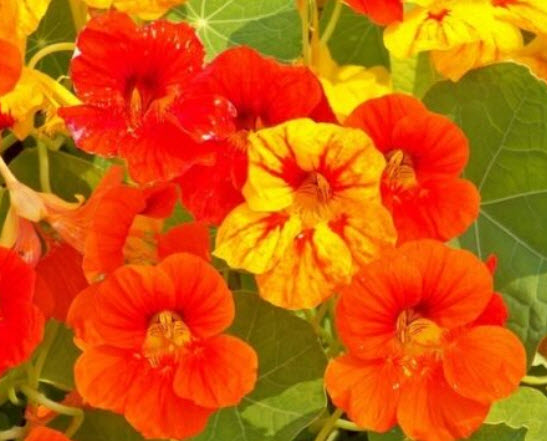 แนสเตอเตียม เอ้าท์ออฟอัฟริกา (Nasturtium - Out of Africa) คละ / 80 เม็ด (UK)