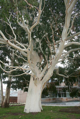 ยูคาลิปตัสขาว (Mountain White Gum) / 400 เม็ด (Portugal)