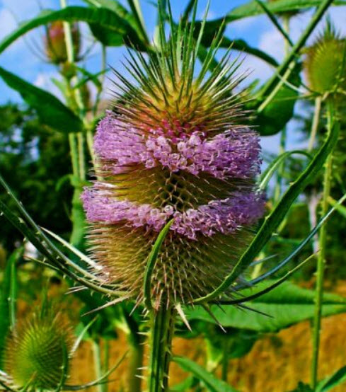 ทีเซลป่า (Wild Teasel) / 800 เม็ด (UK)