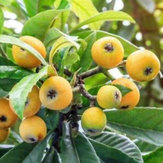 บ๊วยจีน หรือโลควอท (loquat) / 10 เม็ด (China)