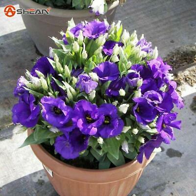 ไลซิแอนธัส (Lisianthus) สีม่วง / 100 เม็ด