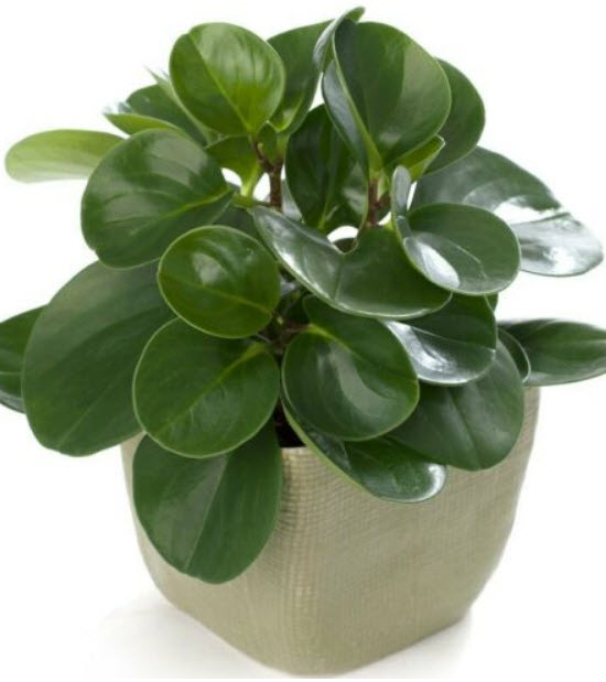 เปปเปอร์โรเมีย ใบมน (Peperomia - Melon leaves) / 100 เม็ด (นอก)