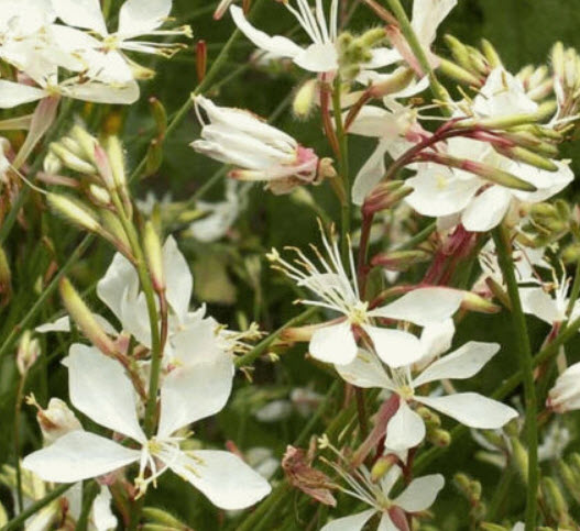 หญ้าฟรุ้งฟริ้ง สีขาว (Gaura lindheimeri - The Bride) / 20 เม็ด (UK)