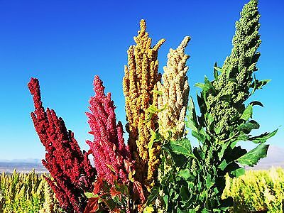 ควินัว (Quinoa) / 500 เม็ด (Spain)