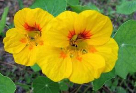 แนสเตอเตียม (Nasturtium) คละ / 20 เม็ด (UK)