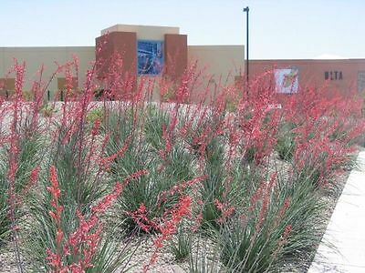 ยุกคา สีแดง (Red Yucca) / 10 เม็ด (นอก)
