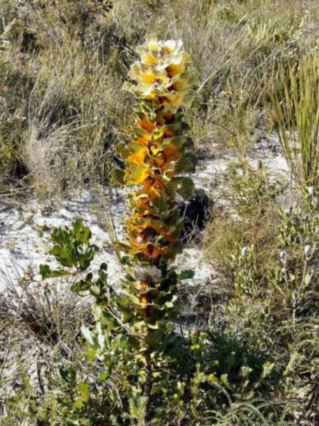 รอยัล ฮาเกีย (Royal Hakea) / เม็ด (Israel)