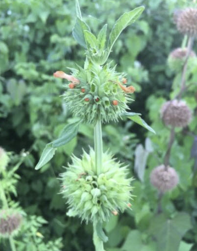 ฉัตรพระอินทร์ (Pompon Soldat / Leonotis nepetifolia) / 10 เม็ด (Guadeloupe)*