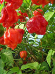 พริก Carolina Reaper / 10 เม็ด (UK)