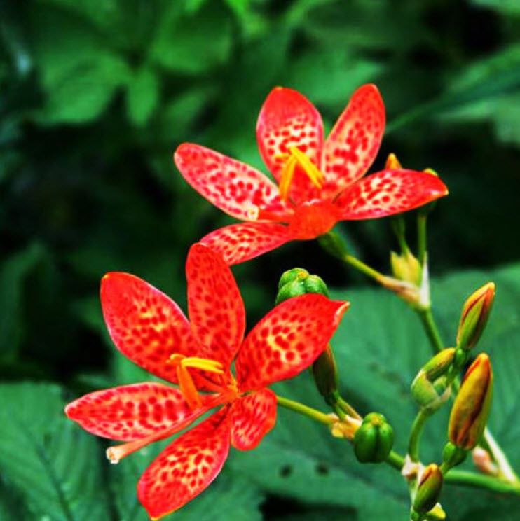 แบล๊คเบอรี่ ลิลี่ (Blackberry Lily) / ซอง 10 เม็ด (E009)