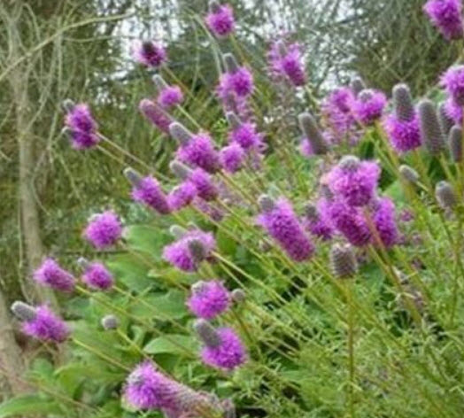 แพรรี่ โคลเวอร์ (Prairie Clover) สีม่วง / 500 เม็ด (USA)