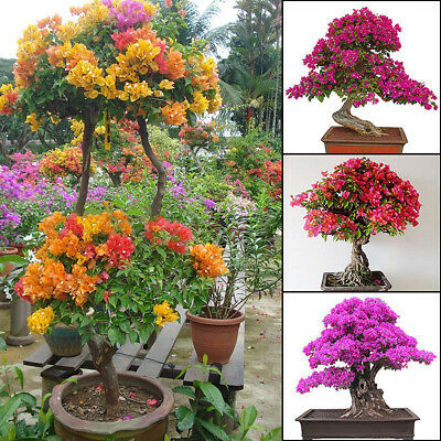 เฟื่องฟ้า (Bougenvillea) คละ / 200 เม็ด (China)