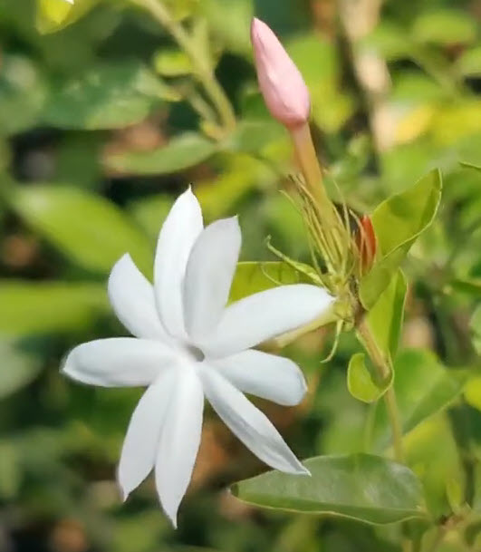 ต้น มะลุลี ก้านแดง มะลิพวง สูง 40-50 ซ.ม. ไม้โบราณ ดอกหอม