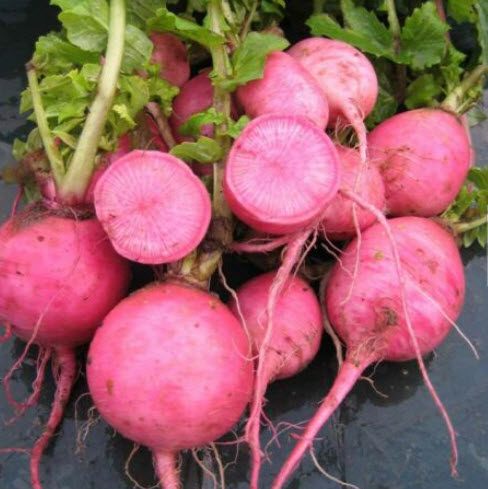 หัวไชเท้า Bluemoon & Redmoon F1 Hybrid คละ / 100 เม็ด (UK)