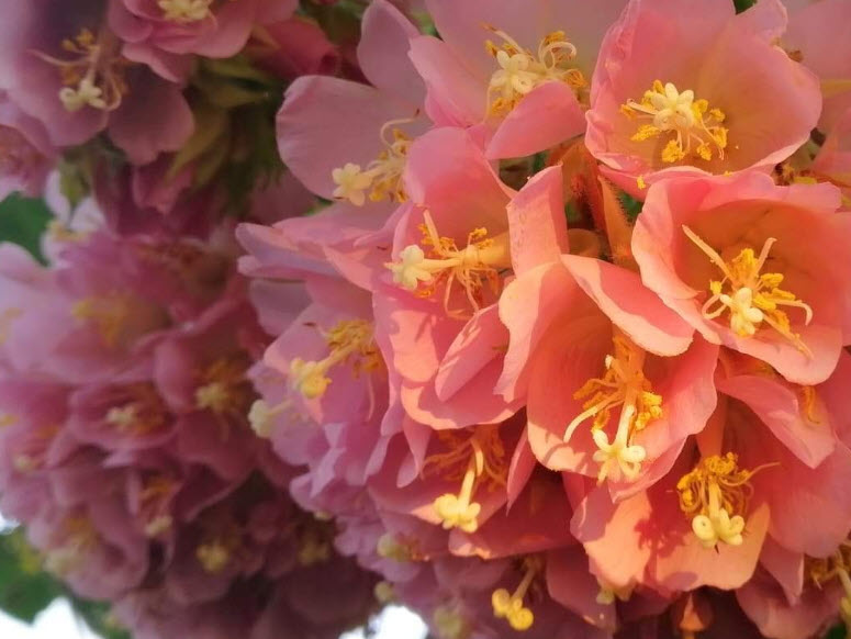 พุดตานญี่ปุ่น พุดตาลญี่ปุ่น ดอกชมพู / 20 เม็ด