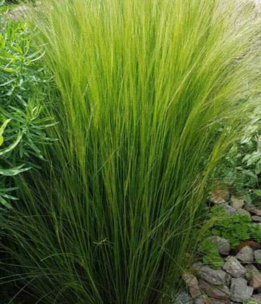 หญ้าขนเม็กซิกัน (Mexican Feather Grass) / 100 เม็ด (France)*