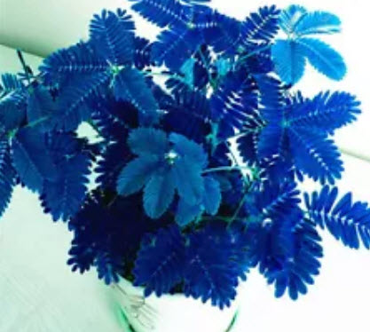 ไมยราบ (Bashful grass) ใบสีน้ำเงิน / 15 เม็ด (นอก)