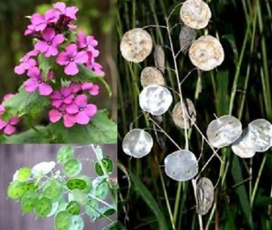 ซิลเวอร์ ดอลล่าร์ หรือลูนาเรีย (Silver Dollar plant / Lunaria) / 50 เม็ด (UK)