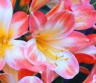 คลิเวีย (Clivia) ชมพู / 5 เม็ด (นอก)