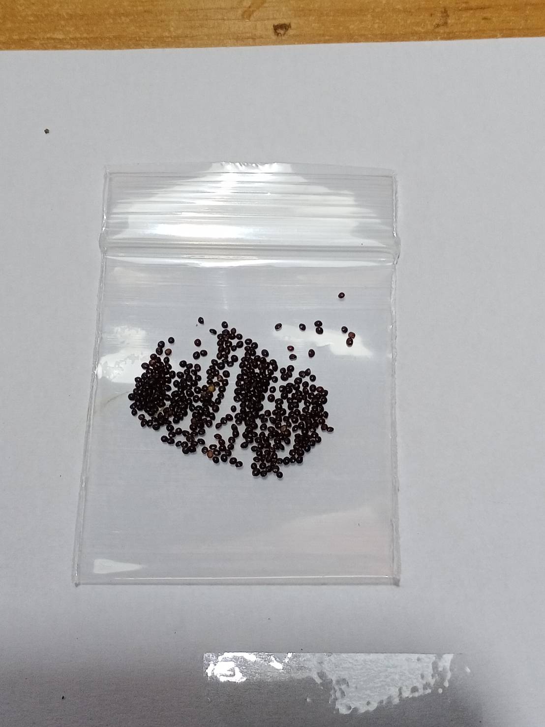 ฤาษีผสมแฟนซี (Rainbow Coleus) คละสี / 100 เม็ด (France)*