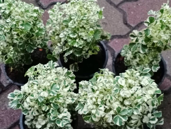 ต้นเล็บครุฑ เล็บครุฑแคระ เล็บครุฑแคระด่าง กระถาง 6 นิ้ว เล็บครุฑใบผักชีด่าง