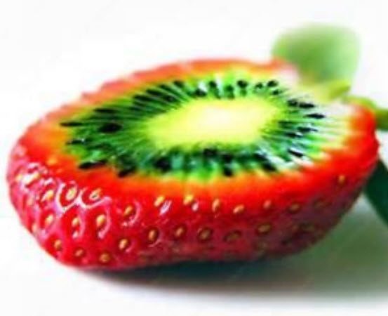 กีวีสตรอเบอรี่ (Strawberry Kiwi) / 100 เม็ด