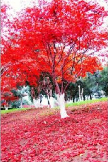 เมเปิ้ลญี่ปุ่น (Japanese Maple) สีแดง / 30 เม็ด