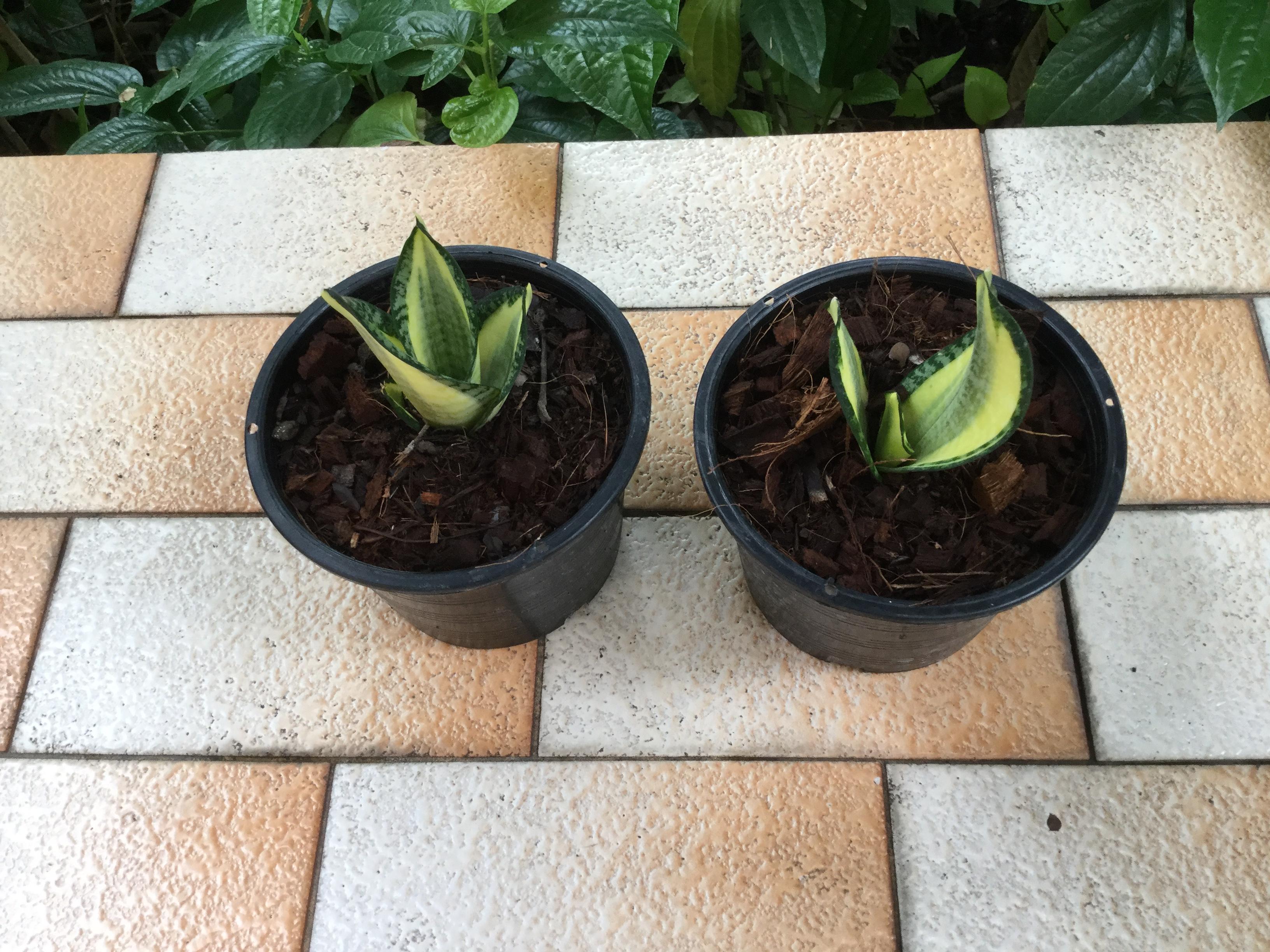 ต้นลิ้นมังกรทองแคระ กระถาง 6 นิ้ว / ต้น