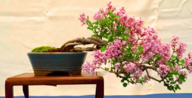 เฟร้นช์ ไลแลค (French Lilac) / 20 เม็ด (UK)