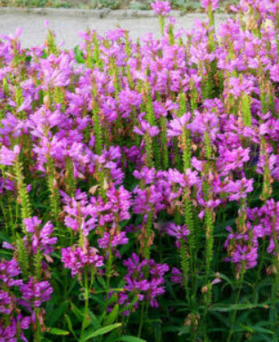 โอบีเดียนซ์ (Obedience/ Physostegia) สีชมพู / 35 เม็ด (UK)