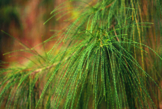 สนออสเตรเลีย (Australian Pine) / 30 เม็ด (UK)