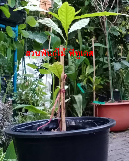 ต้นรุทรักษะ หรือ น้ำตาพระศิวะ กระถาง 8 นิ้ว สูง 20-30 ซ.ม.