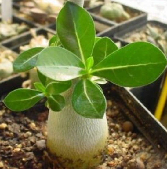 ชวนชม (Adenium) ดำ / 2 เม็ด (หายากมาก)