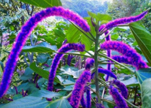 หางกระรอกแดง (Chenille plant) สีน้ำเงิน+ม่วง / 100 เม็ด