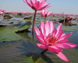 บัวสายแดง / 200 เม็ด*