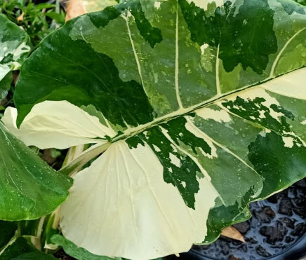 ต้นบอนกระดาดด่างขาว กระถาง 6 นิ้ว