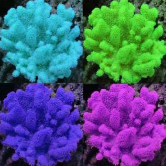 Water Grass คละสี / 1,000 เม็ด (นอก)
