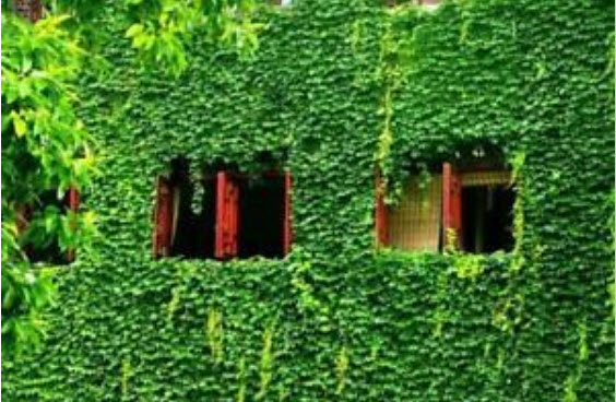 บอสตัน ไอวี่ (Boston Ivy) คละสี / 35 เม็ด