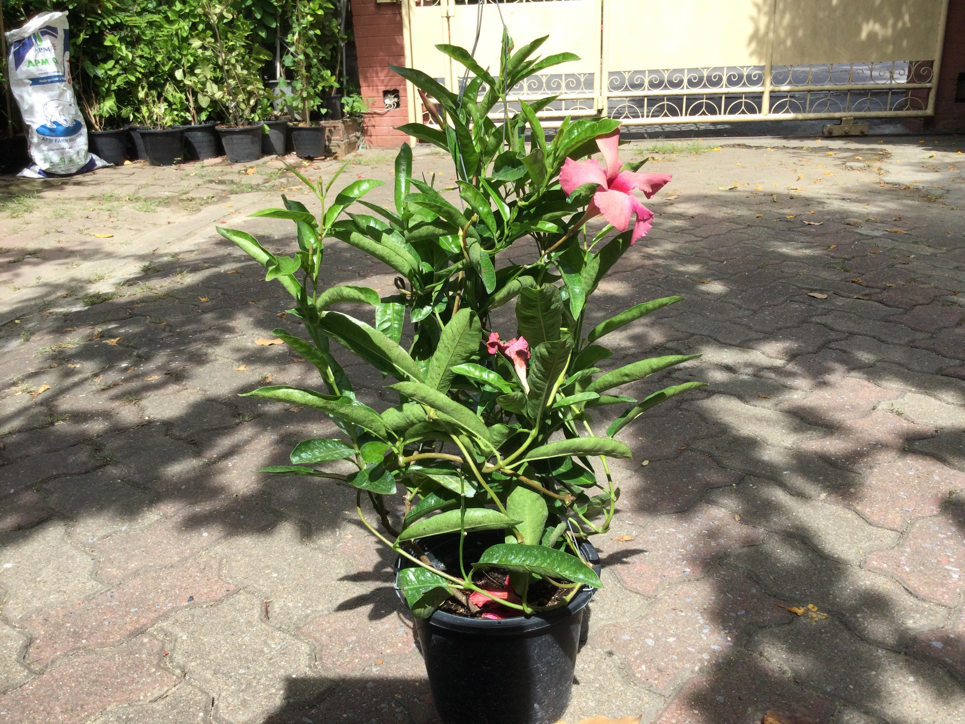 ต้นอมรเบิกฟ้า (Rose Dipladenia) สีชมพู / ต้น