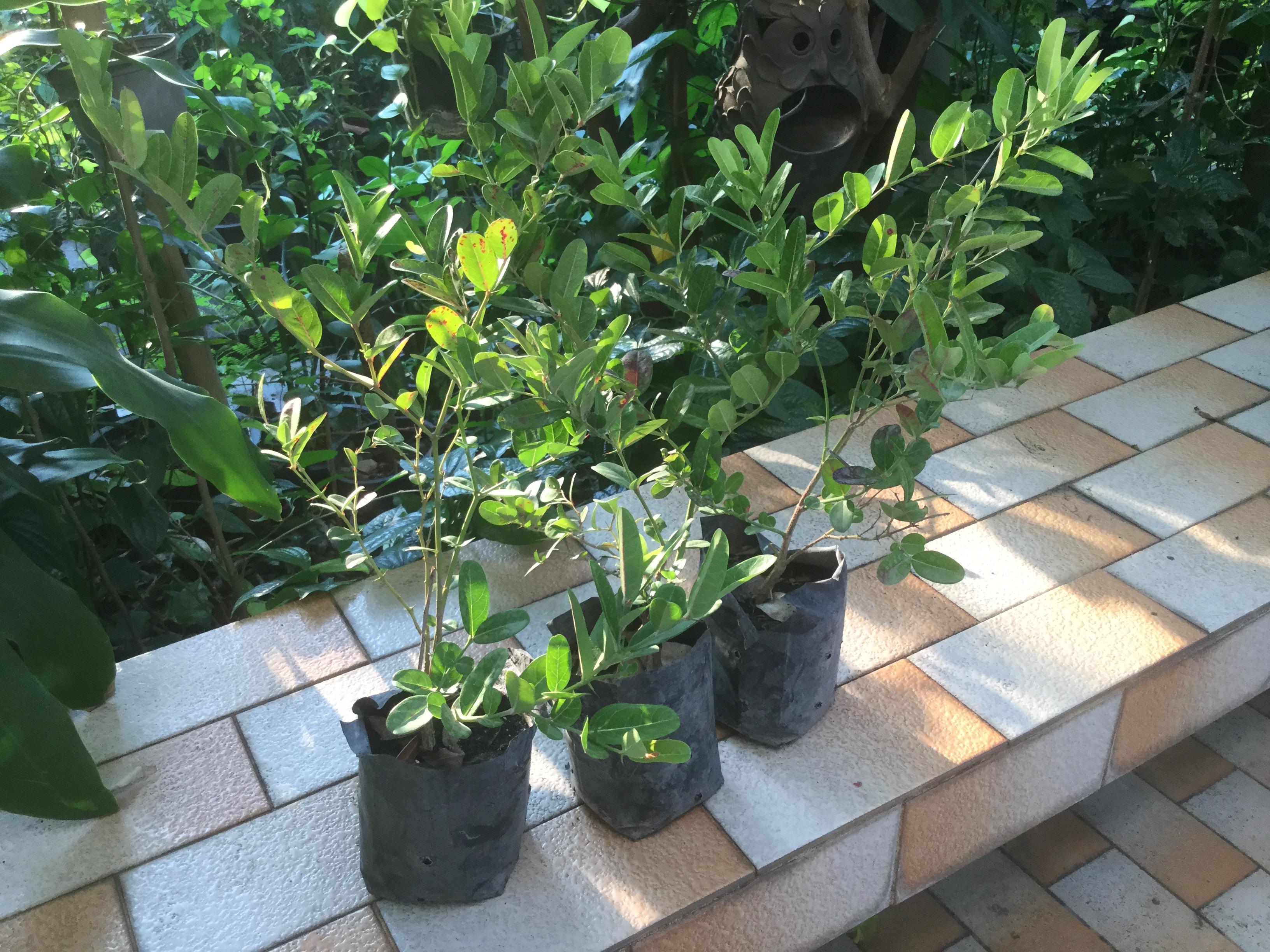 ต้นมะนาวโห่ สูง 30-50 ซ.ม. / ต้น