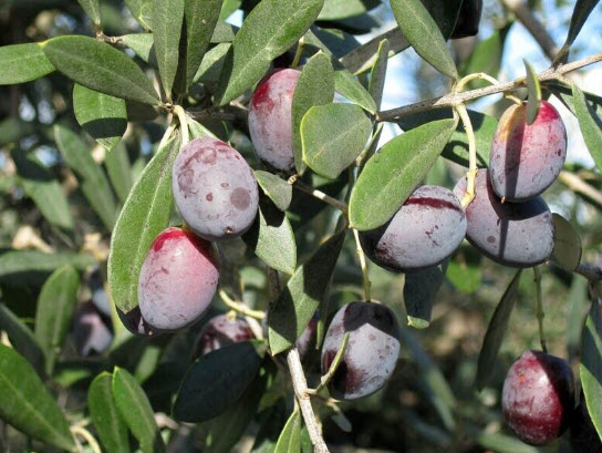 มะกอกโอลีฟ (European Olive Oil) / 5 เม็ด (Portugal)*
