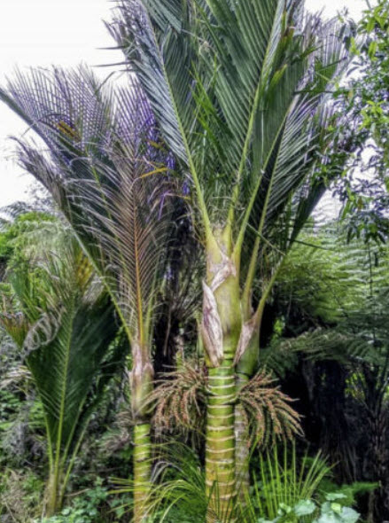 ปาล์มนิคาอู (Nikau palm / Rhopalostylis sapida) / 5 เม็ด (NZ)*