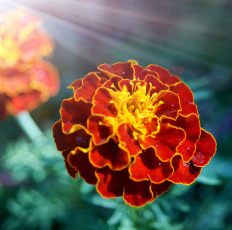 ดาวเรืองฝรั่งเศส สีส้ม-แดง / ซอง 50 เม็ด (A258)