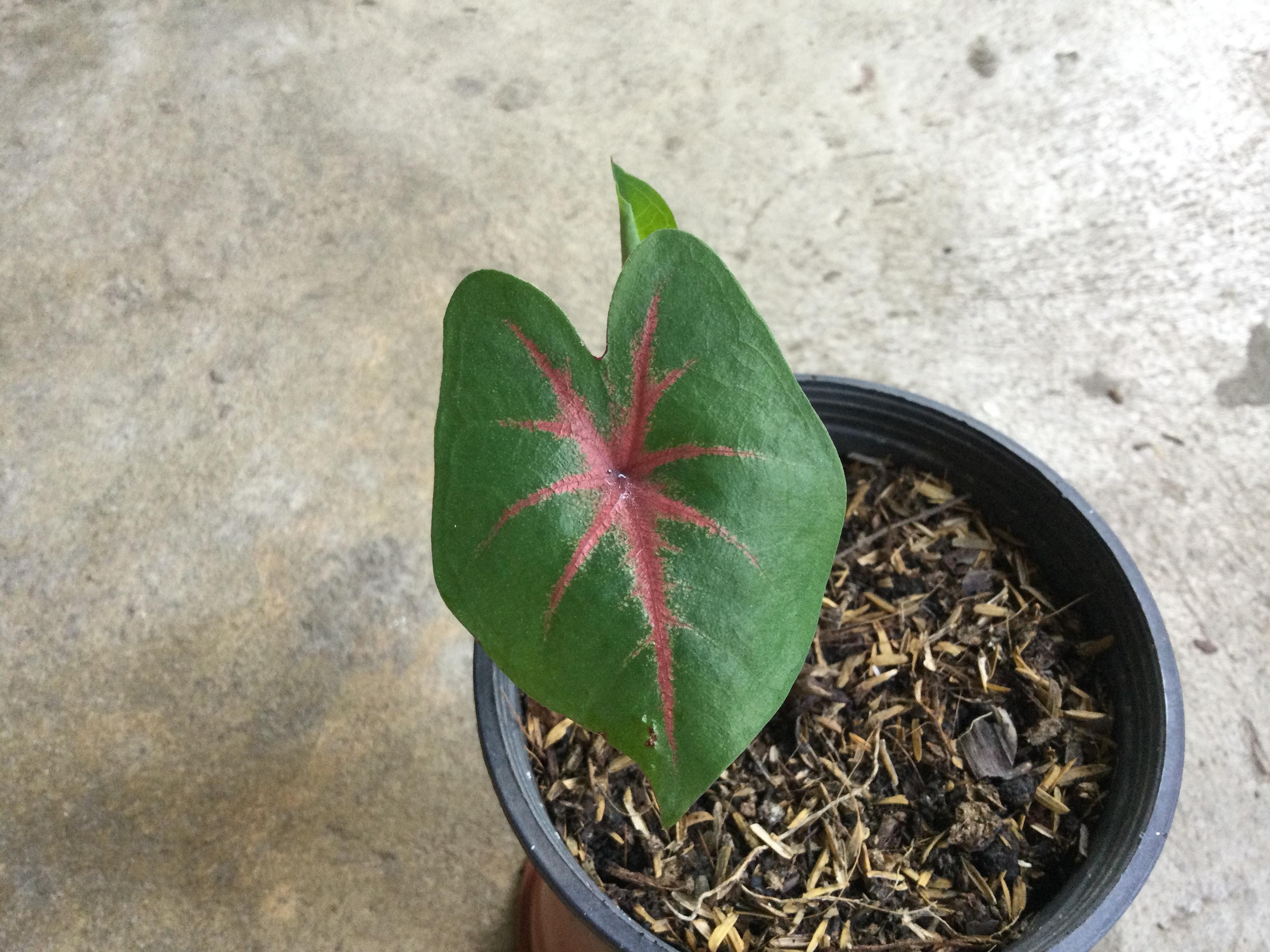 ต้นบอน ช้างเผือกใบบัว กระถาง 4 นิ้ว