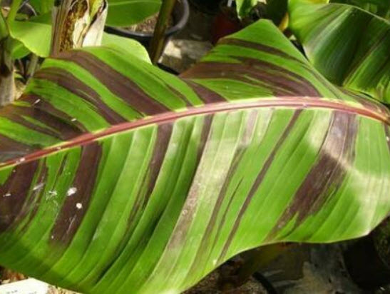 กล้วยหิมาลัย (Himalayan banana - Red Tiger) / เม็ด (USA)