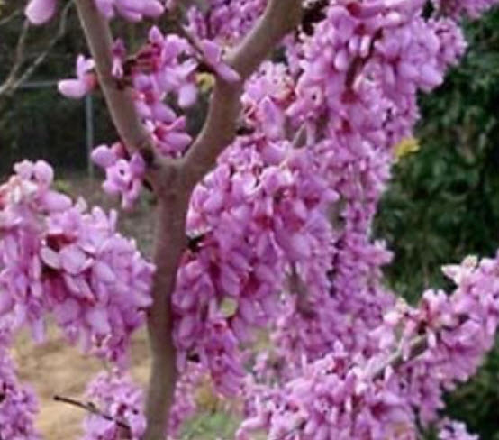 เรดบัด หรือหงษ์ฟู่ (Redbud / Cercis Chinensis) / 25 เม็ด (นอก)